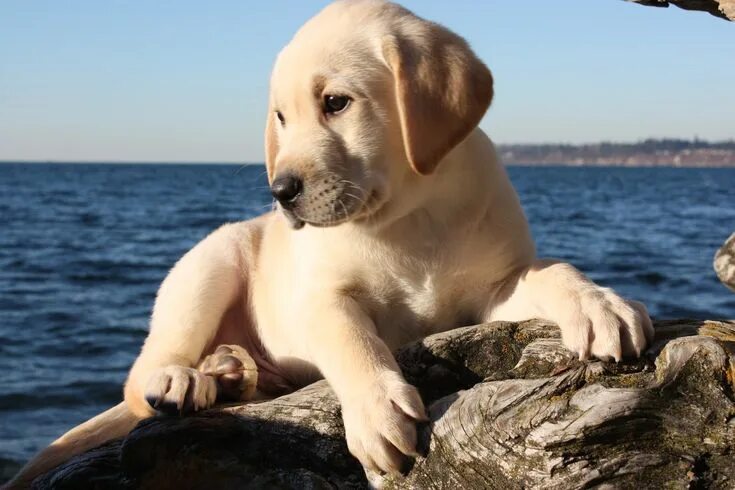 Как выглядит лабрадор собака взрослая Adorable Labrador Retriever Pictures That Will Melt Your Heart