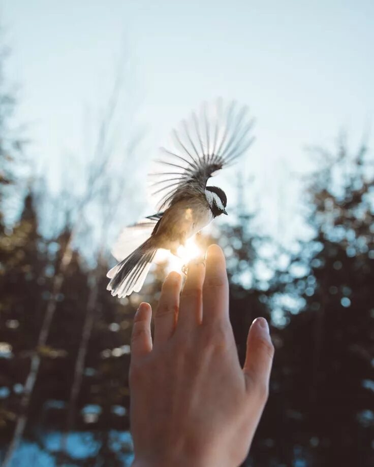 Птичка на руке. Птица свободы. Человек птица. Птица на ладони. Bird in hand