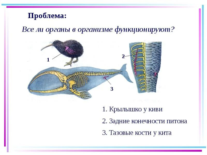 Рудименты китообразных. Рудимент задних конечностей кита. рудиментарные органы животных. задние конечности китообразных. рудиментальные кости кита.