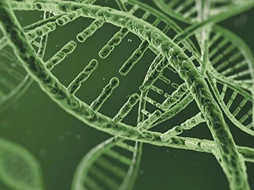 Клетка ДНК фото. DNA Cell. Нуклеиновые кислоты ДНК И РНК 10 класс презентация.