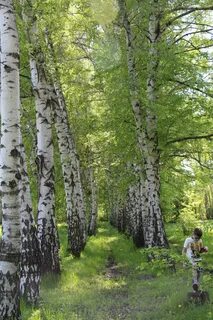 Березовая роща углянец