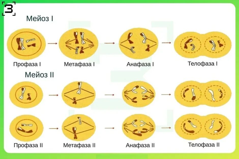 Фазы деления клетки мейоз 2. Фазы мейоза схема. Схема мейоза редукционное деление. Деление клетки мейоз 1 фазы. Мейоза 20