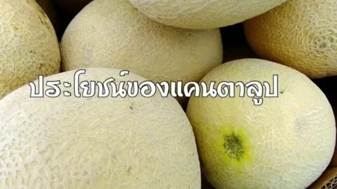 Дыня агротехника