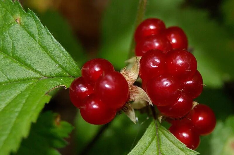 Брусника костяника. Ягода ягода костяника. Красная лесная ягода. Rubus saxatilis костяника. Rubus saxatilis костяника.