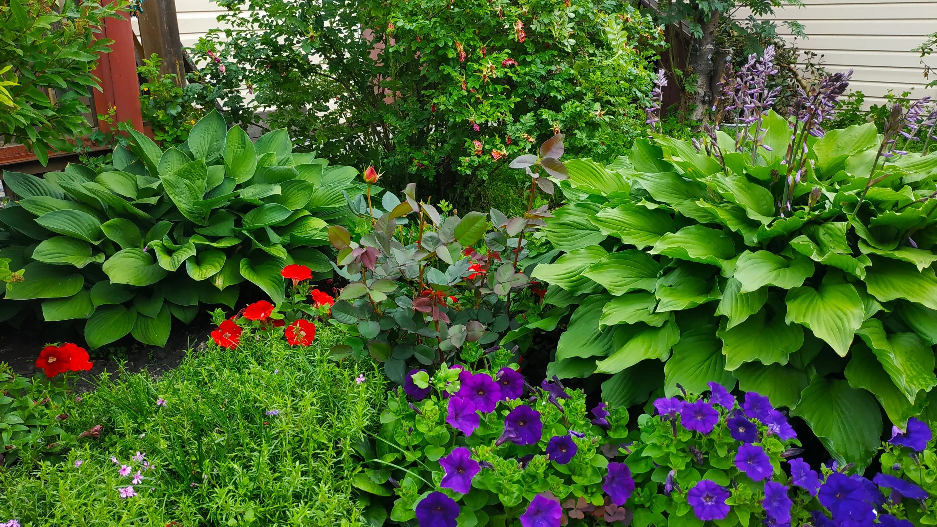 Красивые клумбы с хостами фото Hottest Photos Shade Garden ideas Strategies If the yard is filled with large sh
