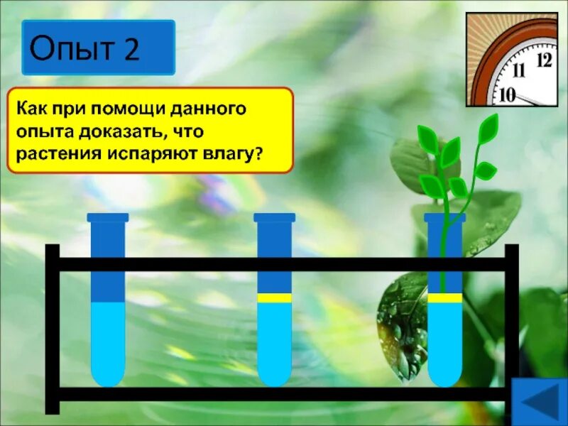 Испаряют значительное количество воды. Опыт по испарению воды растениями. Опыт испарение воды листьями. Опыт показывающий испарение воды растениями. Опыт доказывающий испарение воды листьями.