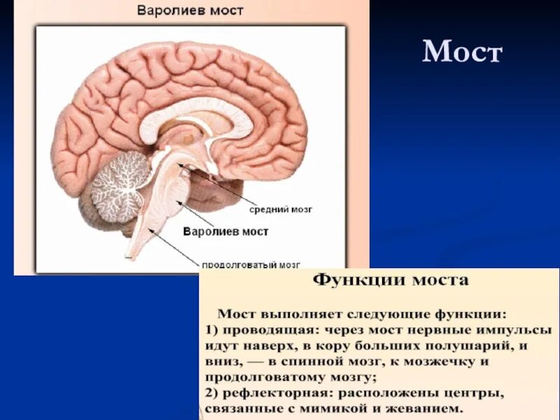 Отделы головного мозга варолиев мост. Функции варолиева моста анатомия. Головной мозг варолиев мост. Мост головного мозга строение и функции.