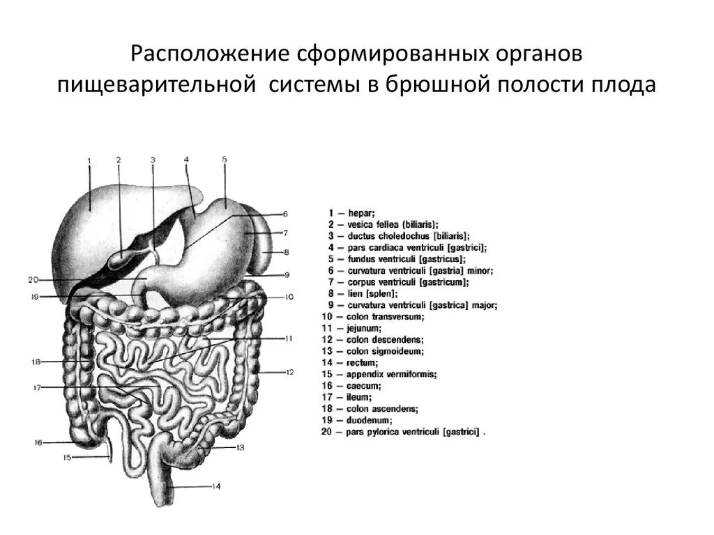 Орган отделяющий грудную полость от брюшной. Расположение в брюшной полости органов пищеварительной системы. Схема строения пищеварительной системы на латинском. Строение пищеварительной системы на латыни. Мочевые органы брюшной полости вид спереди.