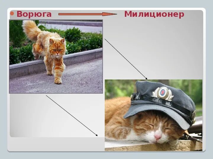 Кот ворюга. Паустовский к. "кот-ворюга". Кот-ворюга презентация. Кот ворюга рисунок. Кот ворюга паустовский вопросы