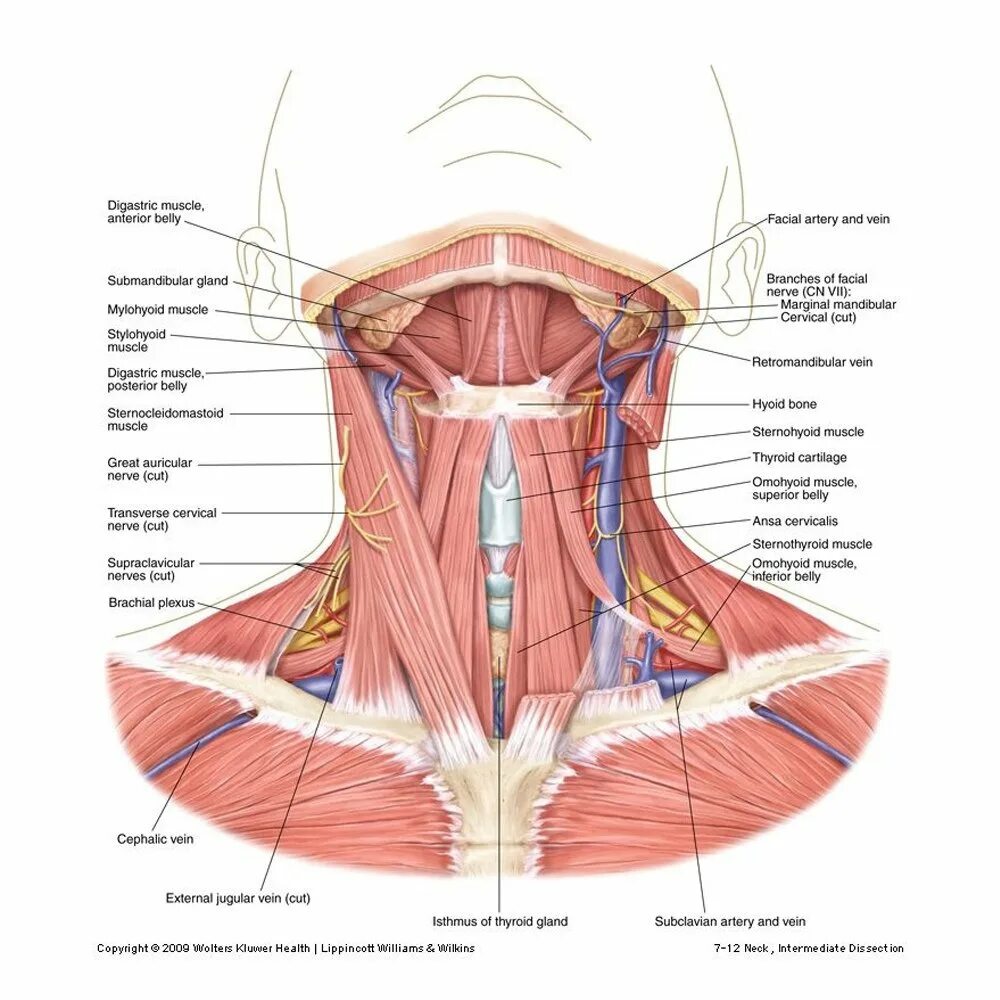 Шея снизу. Подзатылочные мышцы шеи анатомия. Строение шеи спереди. Глубокие мышцы шеи медиальная группа.