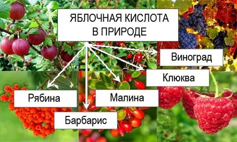 Яблочная кислота продукты