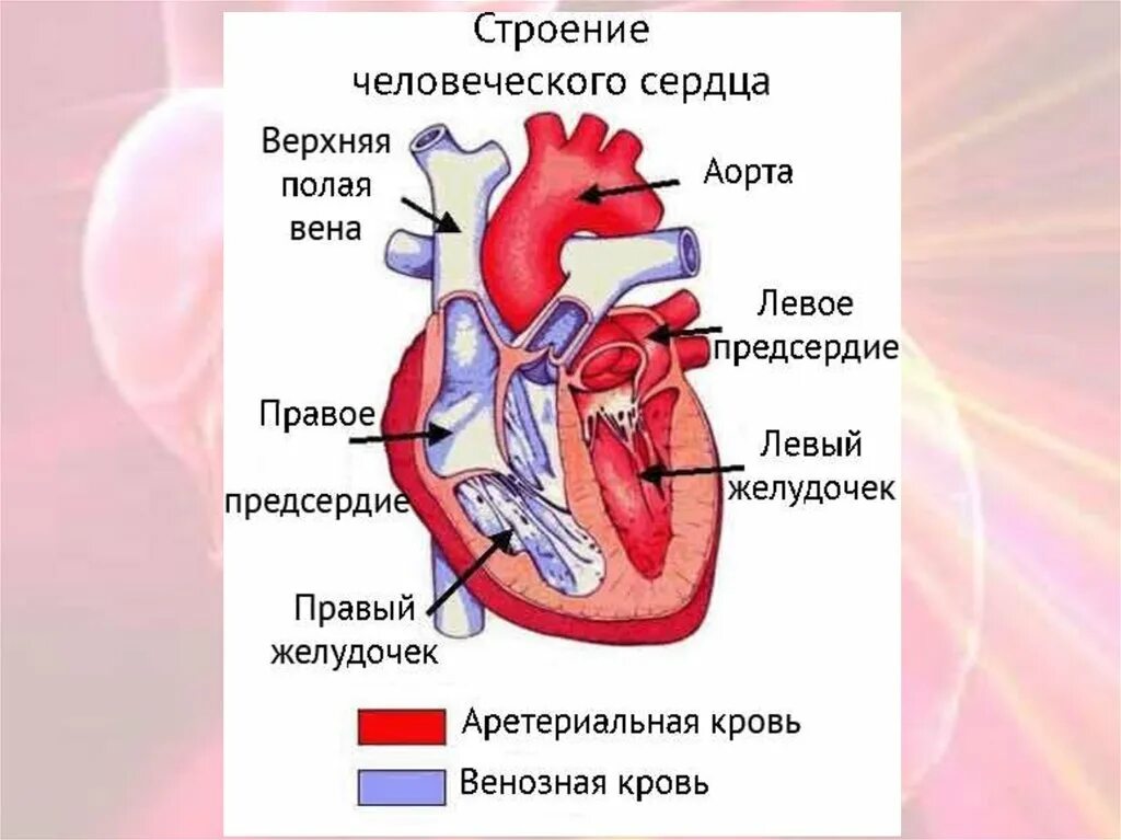 Название крови в правой части сердца. Желудочки сердца анатомия. Строение сердца желудочки предсердия. Сердце анатомия желудочки и предсердия. Строение левого желудочка сердца.