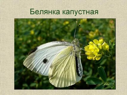 Тип развития капустной белянки