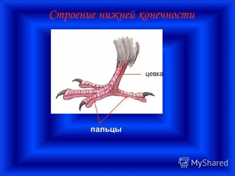 Цевка у птиц образована сросшимися костями