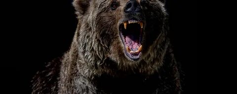 Scary bear