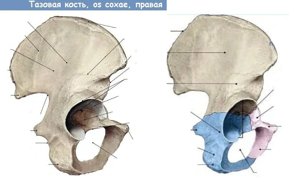 Ость подвздошной кости. Подвздошная кость анатомия. Тазовая кость. Тазовая кость правая. Тазовая кость вид сверху.