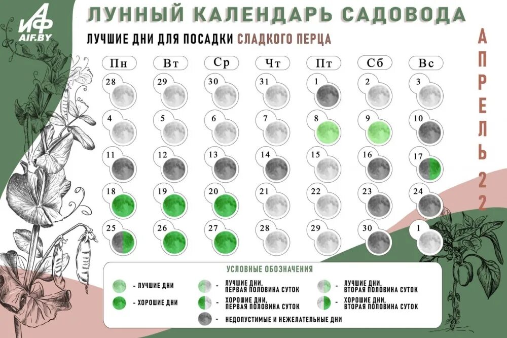 Когда пересаживать перец в апреле 2024. Лунный календарь для посадки перца. лунный календарь на апрель. лучшие дни для посадки перца. лучшие дни для посадки в апреле.