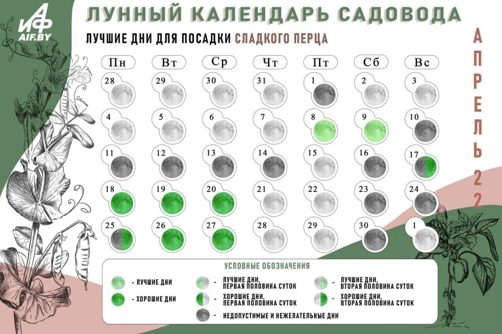 6 апреля лунный календарь. Лунный календарь для посадки перца. Лунный календарь на апрель. Лучшие дни для посадки перца. Лучшие дни для посадки в апреле.