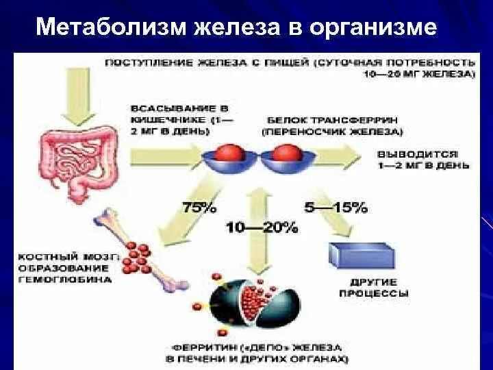 Схема обмена железа в организме человека. Схема метаболизма железа в организме. Транспорт железа в организме. Нормальный обмен железа.