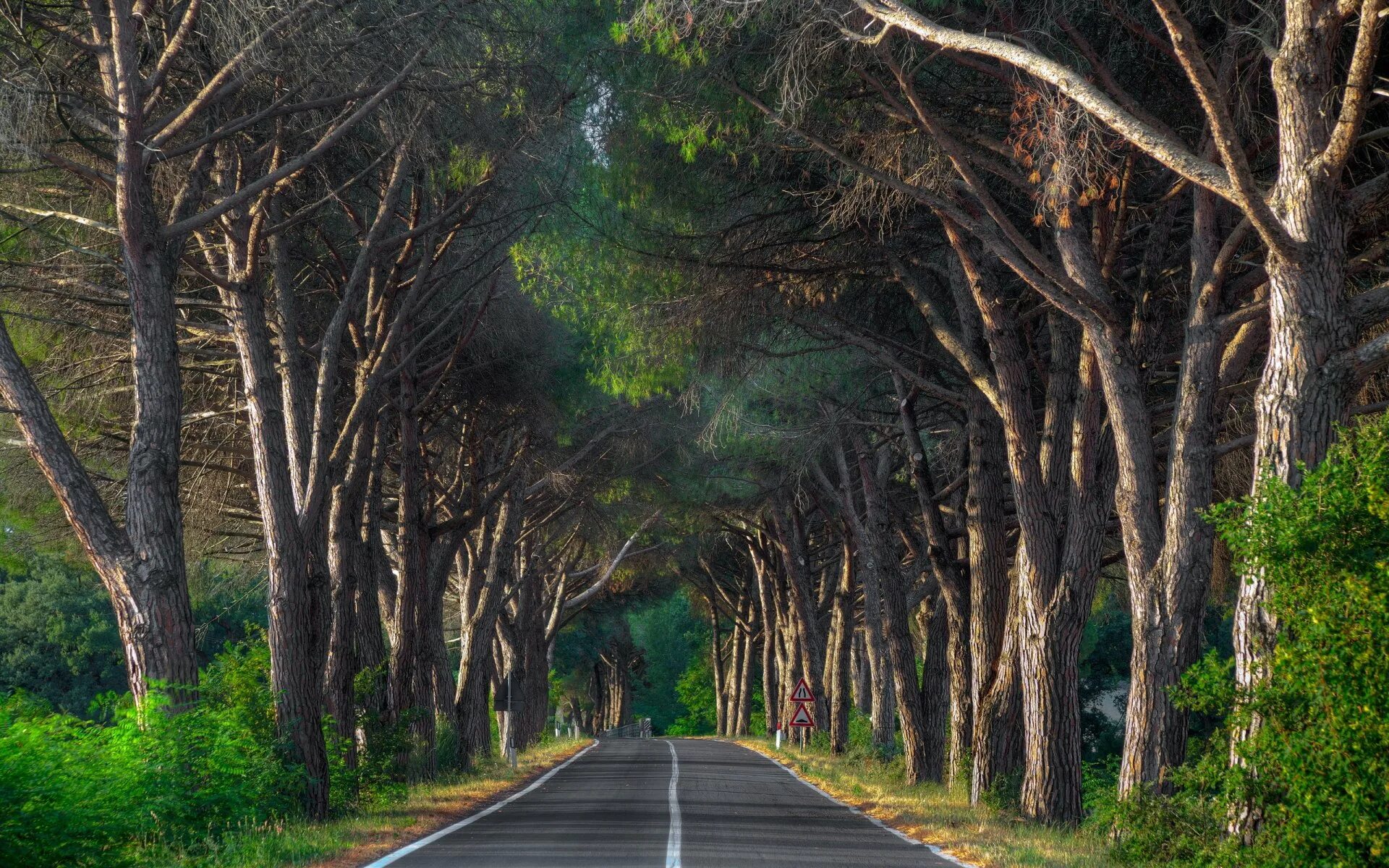 Дерево растет на дороге. Эвкалиптовая аллея Абхазия. Дорога вдоль леса. Лесная дорога. Аллея деревьев.