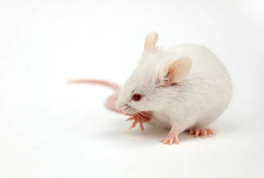 Экспериментальная мышь. Лабораторные мыши. Белая мышь. Белые лабораторные мышки. Мышь бегунок.