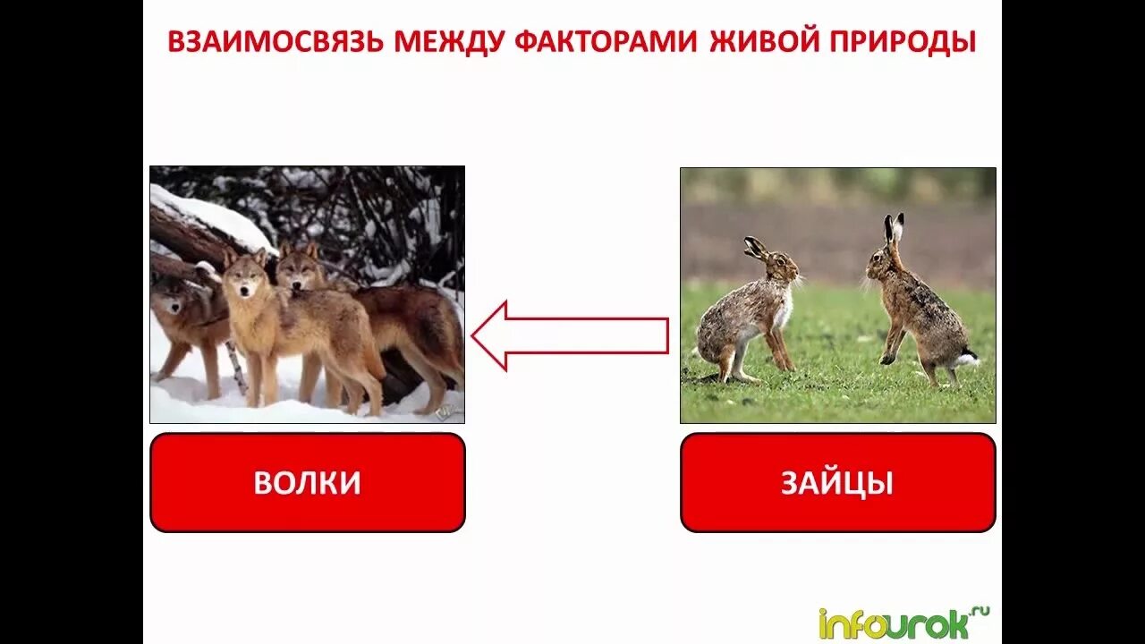 Отношения между волком и зайцем. Волк и заяц тип взаимоотношений. взаимоотношения между волком и зайцем это. взаимодействие волка и зайца. лисица и заяц тип взаимоотношений.