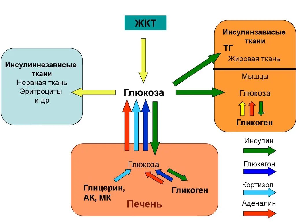 Глюкоза для печени. Гликоген в глюкозу. Глюкагон гликоген Глюкоза. Обмен Глюкозы в мышцах. Глюкоза в мышцах.