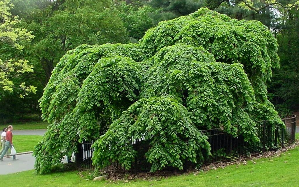 Вяз Кампердоуни. Вяз шершавый (Ulmus glabra). Вяз шершавый Пендула. Вяз Плакучий Пендула.