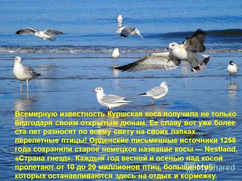 фрингилла куршская коса. озеро чайка куршской косы. почему куршскую косу называют птичьим мостом. куршская коса (национальный парк, литва). куршская коса (национальный парк, литва).