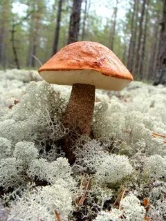 Красноголовики заморозить
