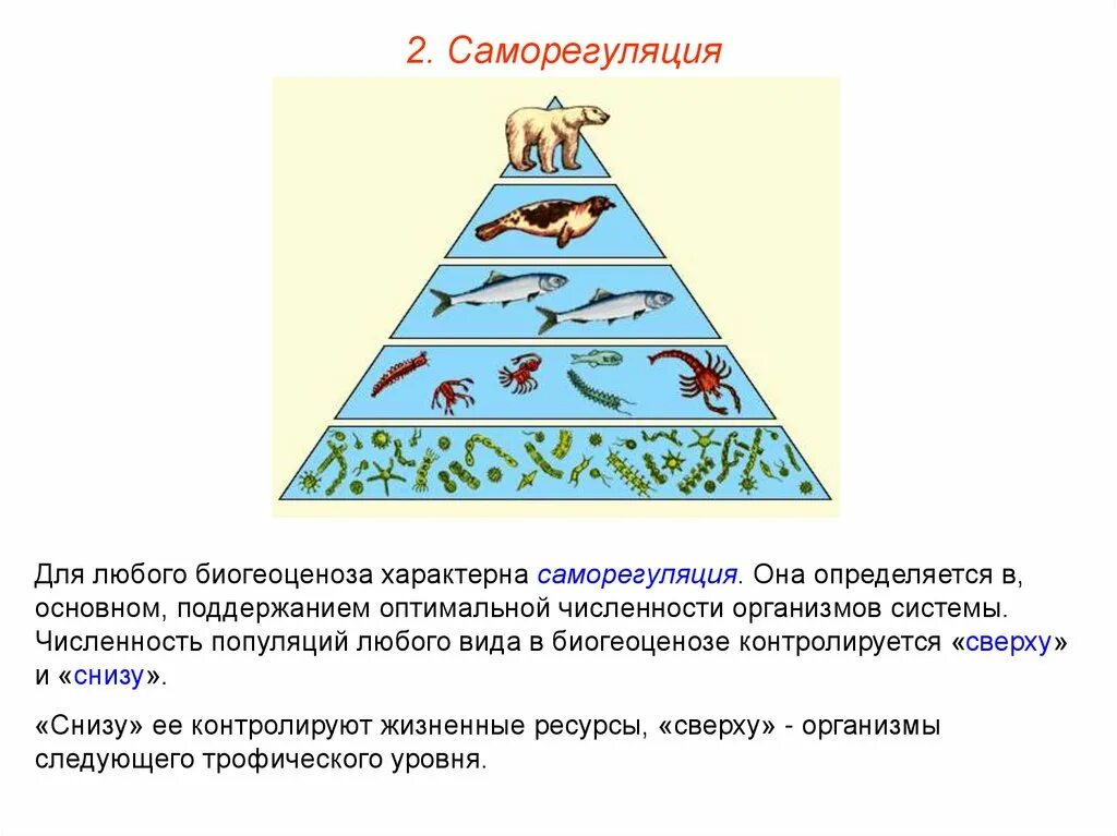 Свойство живого саморегуляция. Правило экологической пирамиды правило 10 процентов. Экологическая пирамида. Саморегуляция биогеоценоза. Саморегуляция экосистемы.