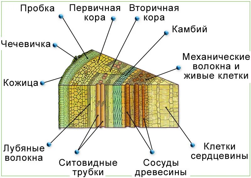 Строение древесного стебля Ксилема. Строение поперечного среза древесного стебля. Строение стебля дерева на поперечном срезе. Продольный срез стебля древесного растения. Кожица какая ткань у растений