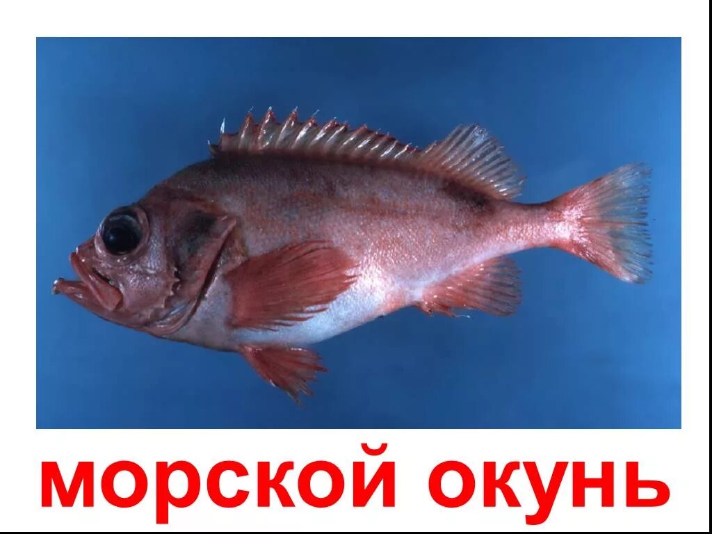 морские окуни где обитает. красный камчатский окунь. окунь морской. окунь морской клювач. красноперый окунь морской.