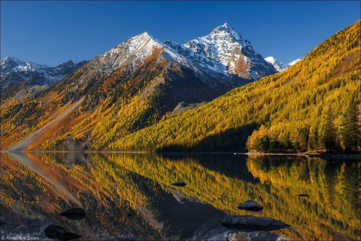 Оопт золотые горы алтая. Золотые горы алтая характеристика. Алтай золотые горы в евразии. Золотые горы алтая республика алтай. Золотые горы алтая характеристика.