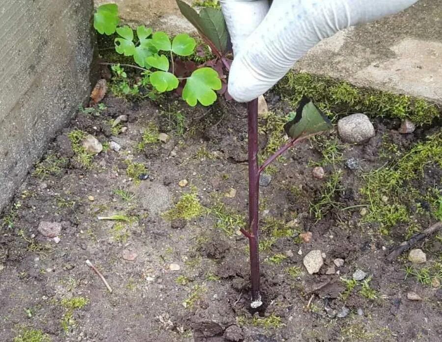 Пузыреплодник диабло черенкование. Пузыреплодник диабло черенкование. Пузыреплодник калинолистный черенкование. Форзиция штамбовая. Черенкуем пузыреплодник.