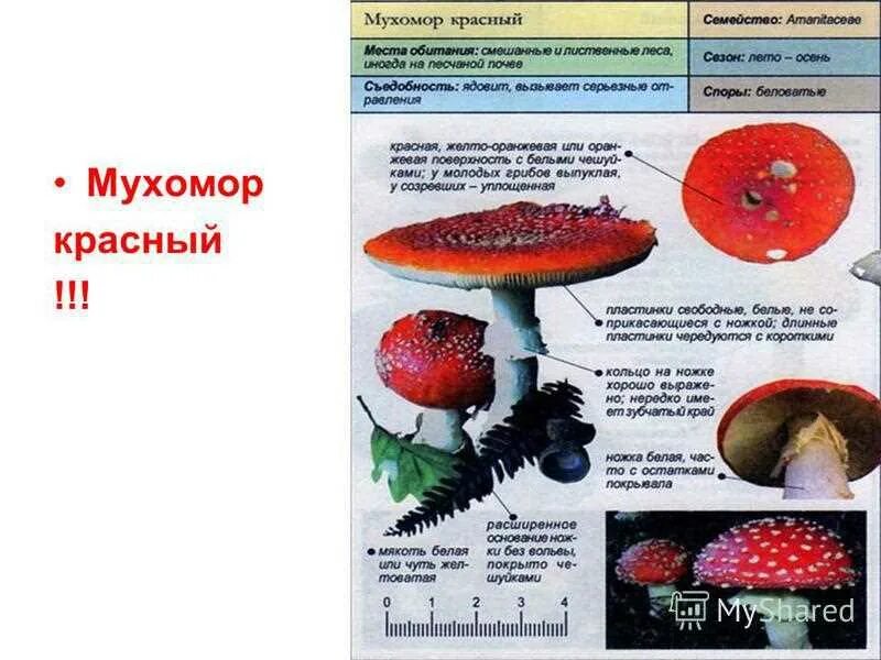 Мухомор красный строение гриба. Строение гриба мухомора. Мухомор красный строение. Мухомор в биологическом круговороте