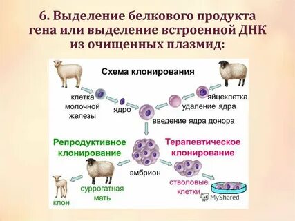 Первый шаг в процессе клонирования