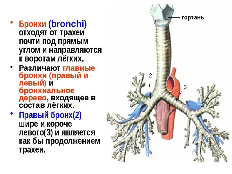 Бронхи описание. Трахея и бронхи топография. Гортань трахея бронхи анатомия. Бронхи топографическая анатомия. Строение и функции трахеи и легких