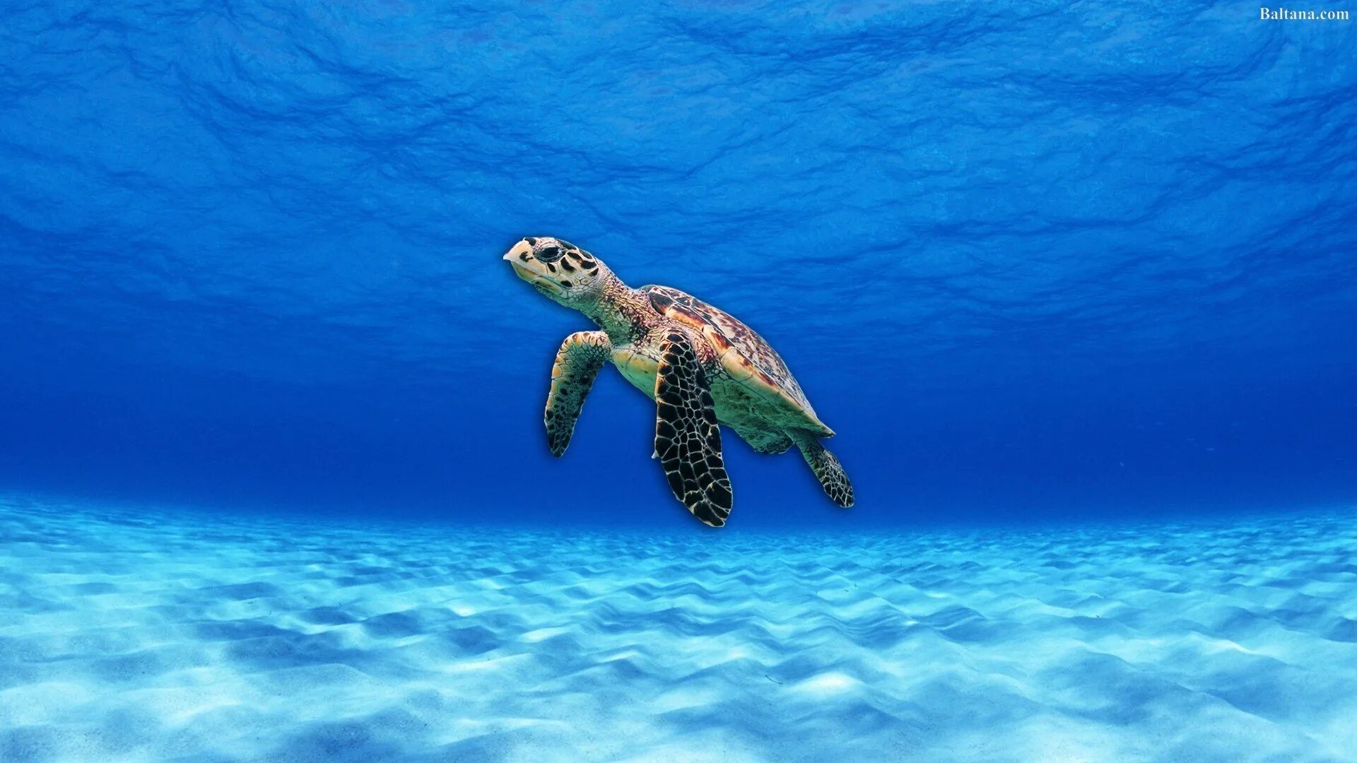 Turtle screen