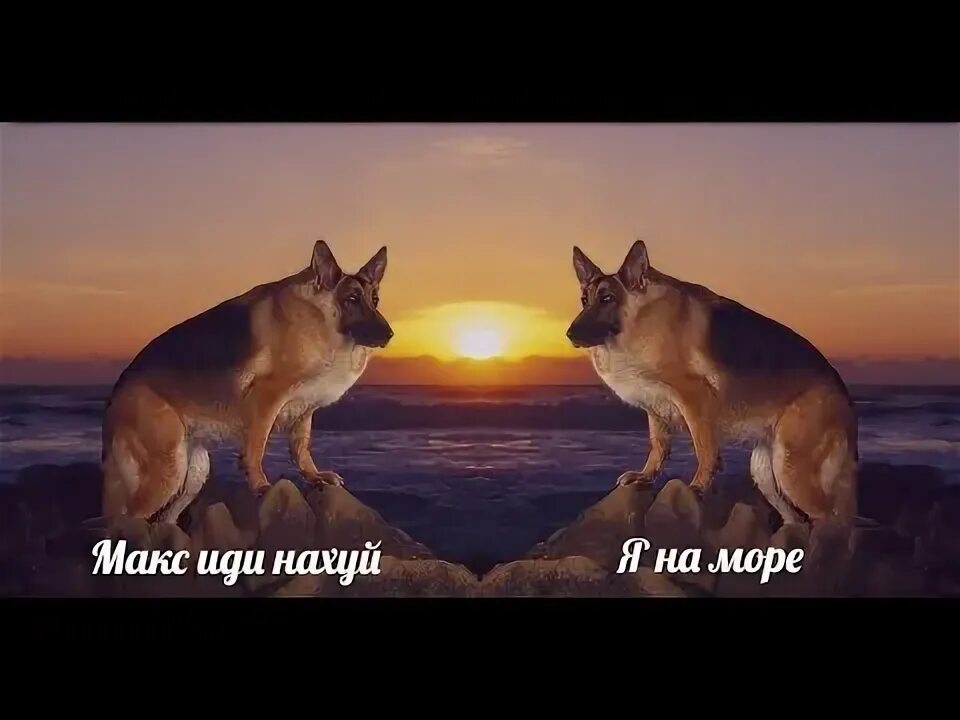 Мем макс иди на собака Мем макс иди: найдено 87 картинок