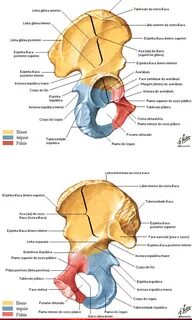 Spina iliaca anterior superior перевод