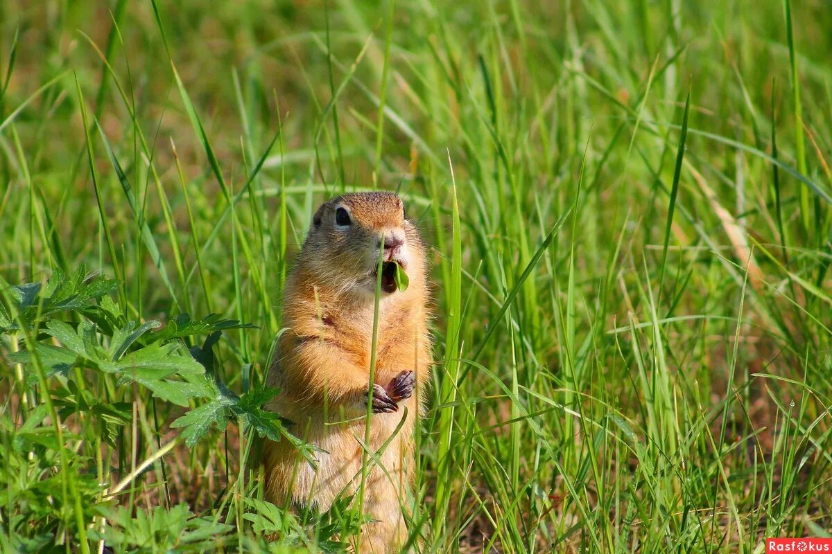 Суслик Краснощекий (Spermophilus erythrogenys). Суслик Краснощекий Кузбасс. Суслик Краснощёкий Кемеровская область. Краснощекий суслик Алтайский край. Суслик краснощекий