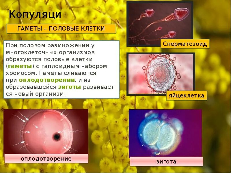 Половые клетки. Гаметы. Мужские и женские гаметы. Гаметы это клетки. Мужские гаметы образуют