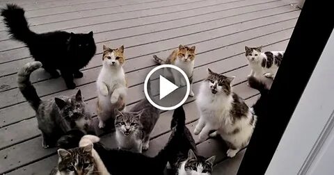 Cat every day
