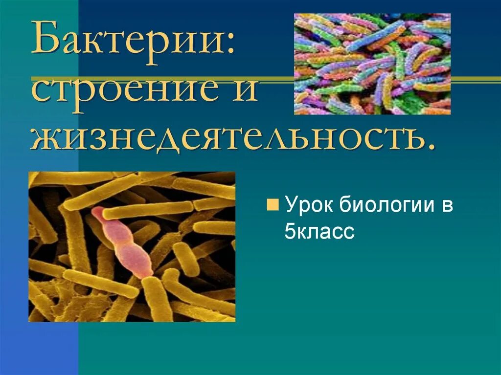 Жизнедеятельность бактерий 5 класс биология. Строениеижизнидеятельностьбактерий. Бактерии строение и жизнедеятельность 5 класс биология. Строение и жизнедеятельность бактерий 5 класс. Бактерии урок 7 класс