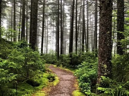 S forest