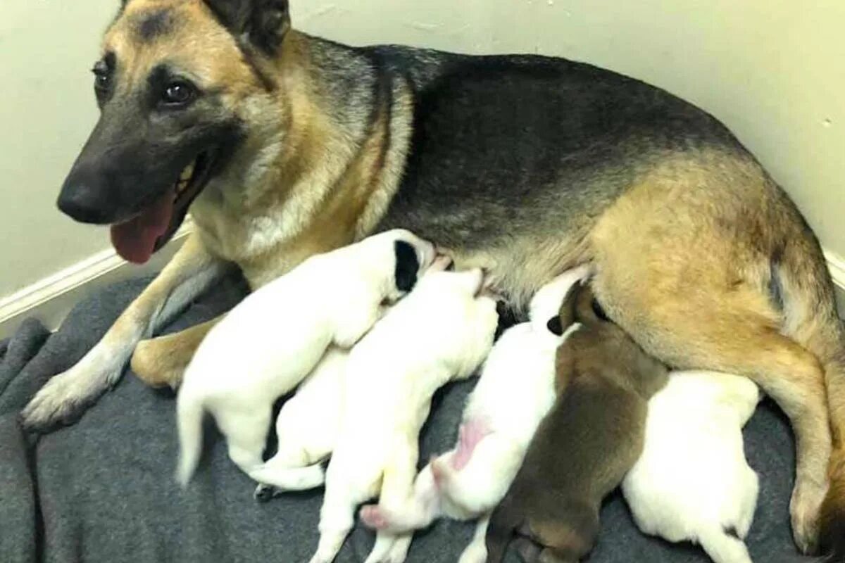 Щенки шпица новорожденные. Новорожденный щенок. Щенки далматинца новорожденные. Сколько собак рождается у собак. Беременность и роды у собак.