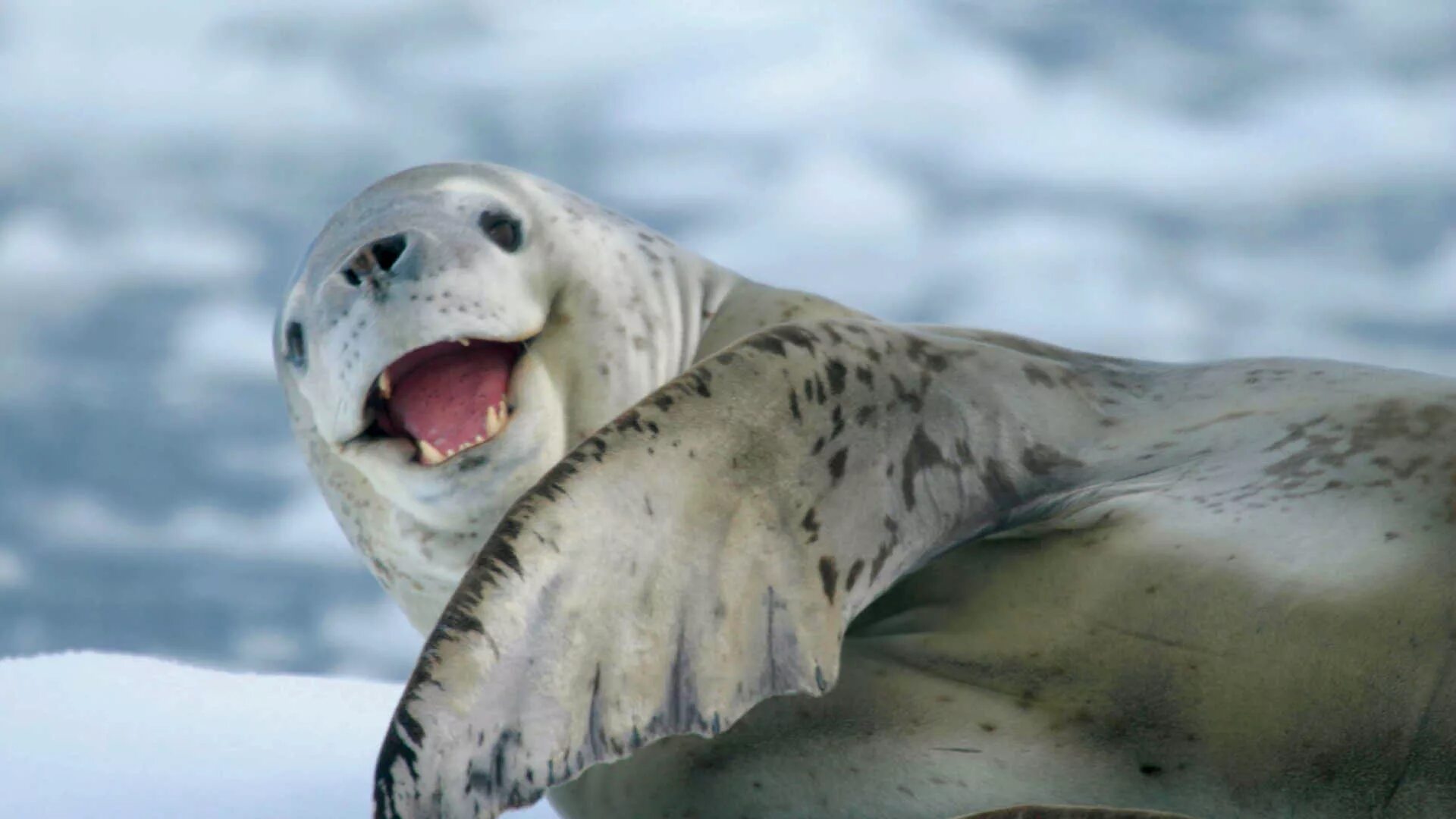 Фото морского леопарда. Морской леопард в Антарктиде. Морской котик морской леопард тюлень. Антарктида тюлень морской леопард. Антарктида тюлени леопард.