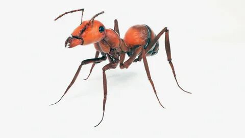 Ant 3