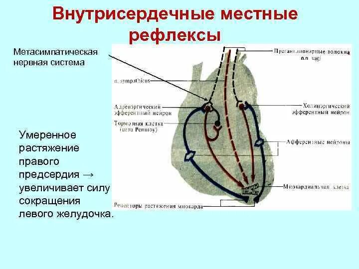 Метасимпатическая регуляция сердца. Внутрисердечные периферические рефлексы сердца. Внутрисердечная нервная регуляция сердца. Внутрисердечные рефлексы Метасимпатическая система.